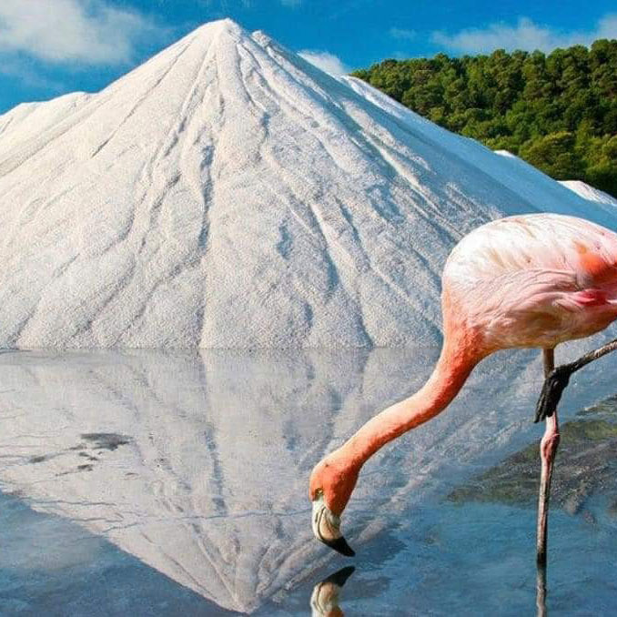 FLAMINGO