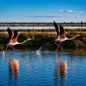 FLAMINGO-03